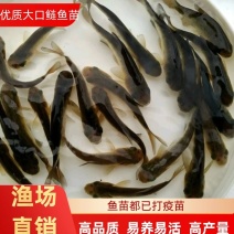 大口鲢鱼苗成品鱼淡水养殖成活率高免费技术全国发货