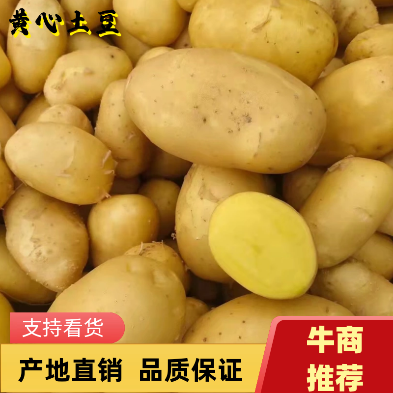 大丰12沃土土豆实验一黄心大土豆大量有货品种齐全对接市场
