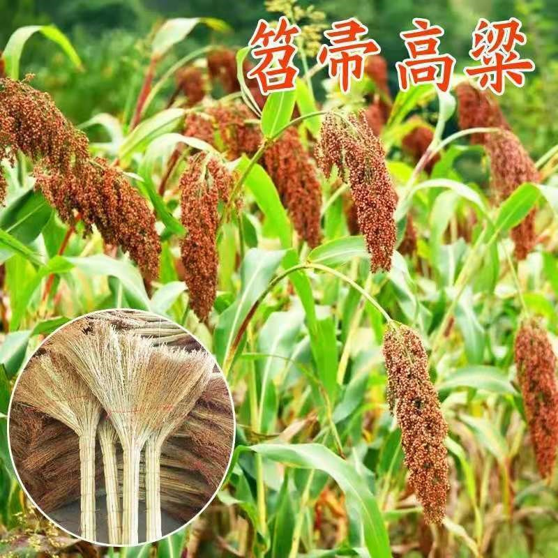 永红笤帚高粱种子黑壳抗袜抗旱抗碱穗大粒大易种植穗高粱种子