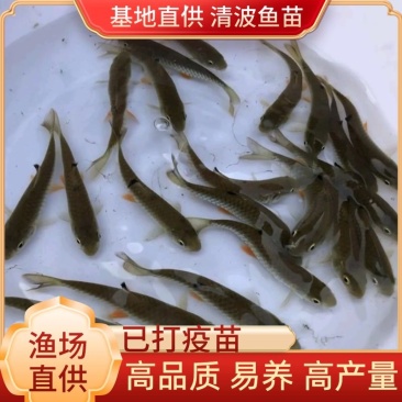 牛【精品鱼苗】重庆青波鱼苗及成品鱼渔场直发一手货源包成活
