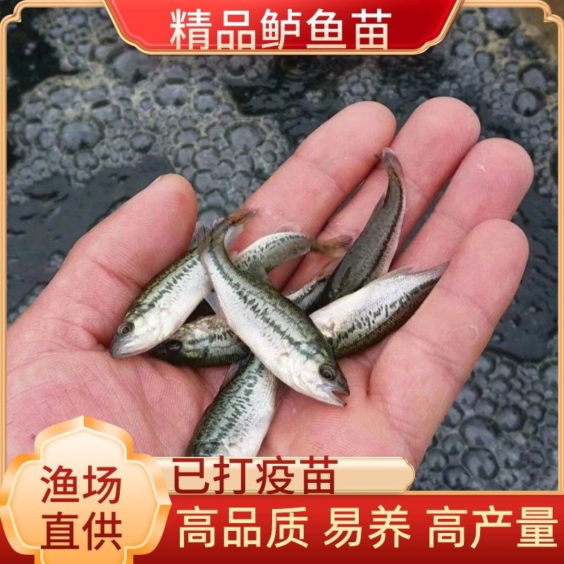 鲈鱼苗，大量养殖，品种优良精心培养，长期电话提供，包成活