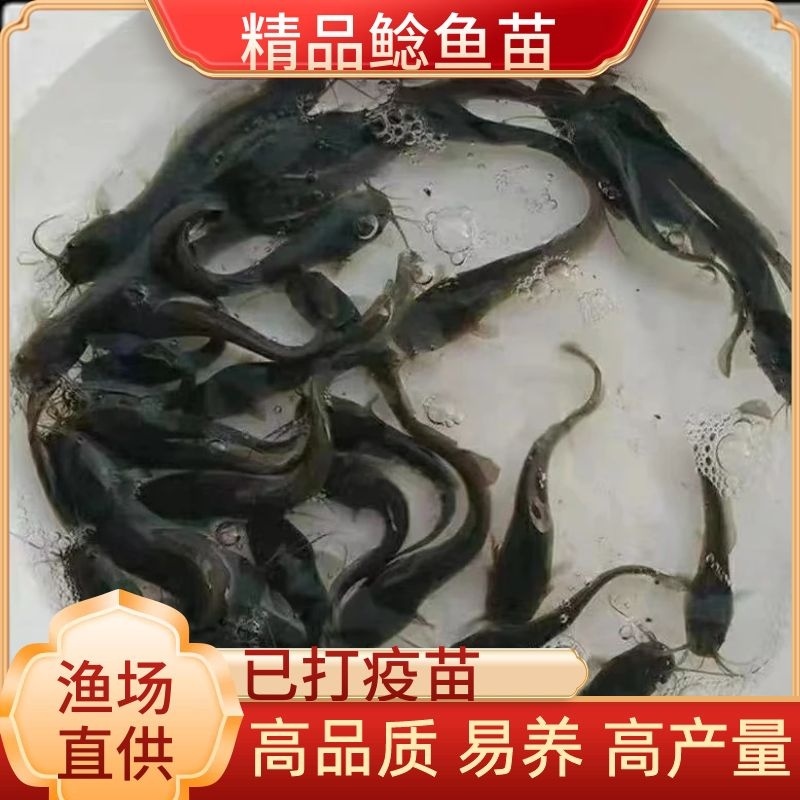鲶鱼苗大口鲶苗本养殖基地长期出售鱼苗品种优良精心包成活
