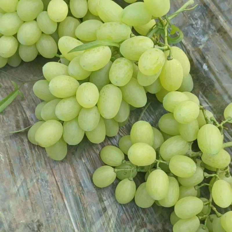 精品维多利亚葡萄品种纯正口感好产地直发一手货源