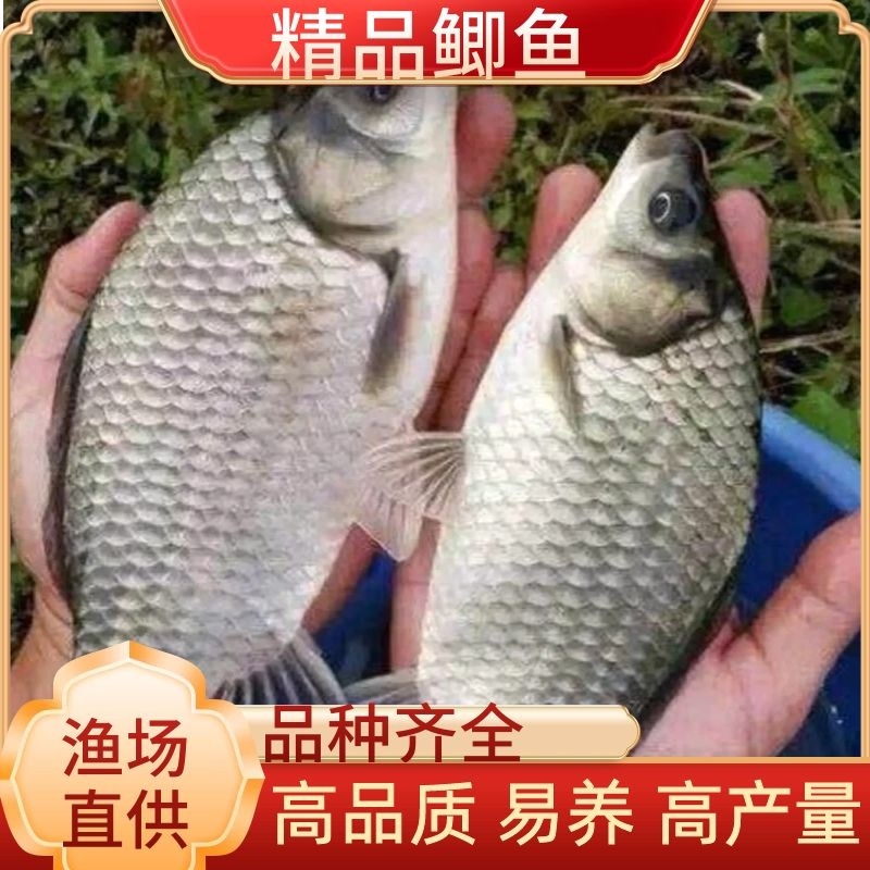 牛重庆鲫鱼一手货源鲫鱼，草鱼，鲤鱼垂钓用鱼