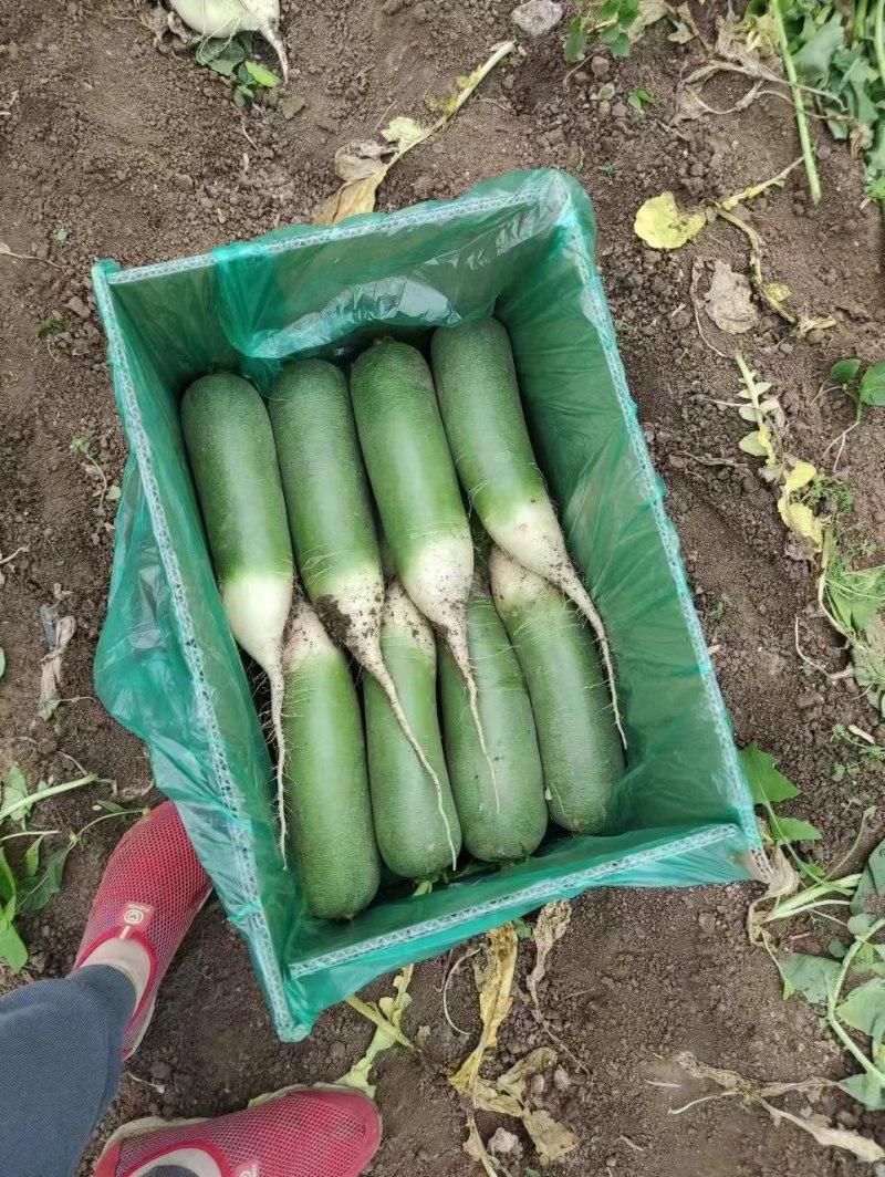 【精品】萝卜，水果青萝卜，保质保量，基地直发，欢迎订购