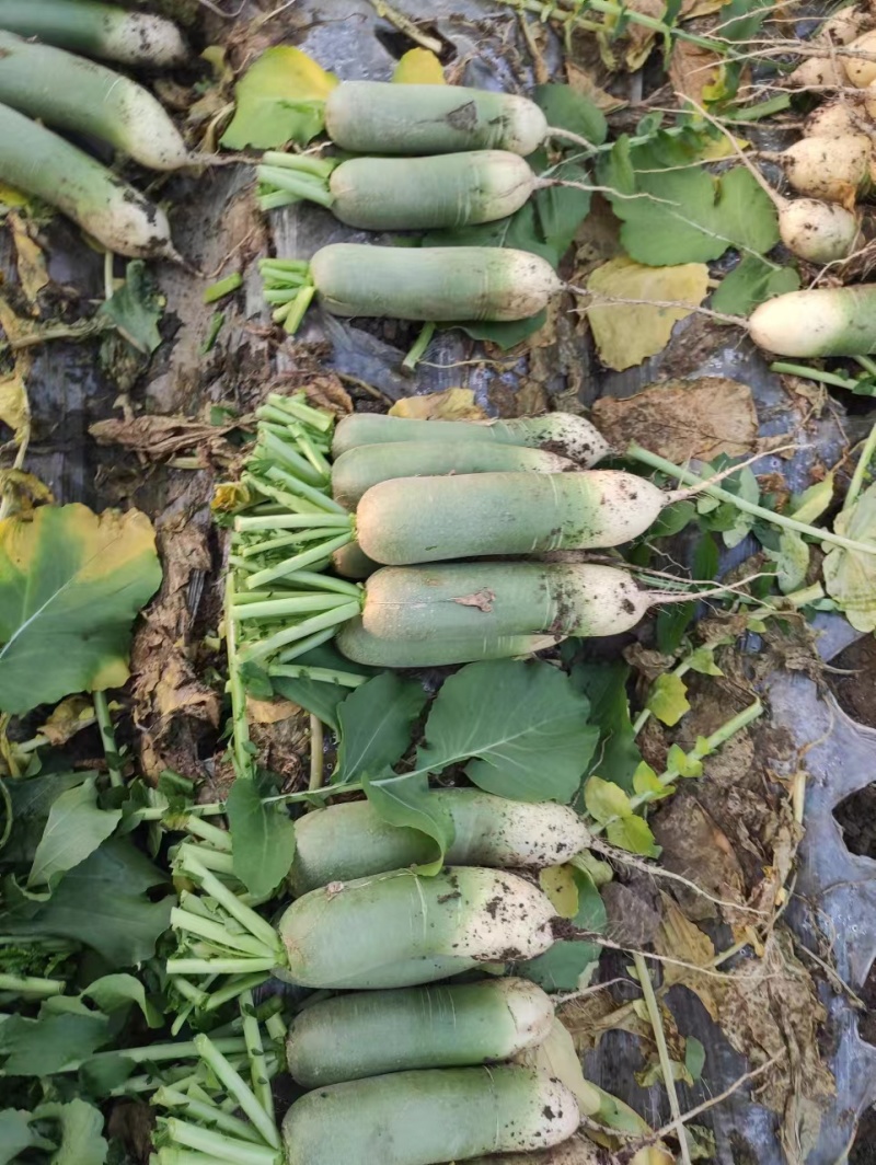 【精品】萝卜，水果青萝卜，保质保量，基地直发，欢迎订购
