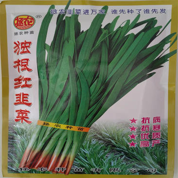 改良寿光独根红韭菜种子高产抗病紫根韭菜种子宽叶香味浓