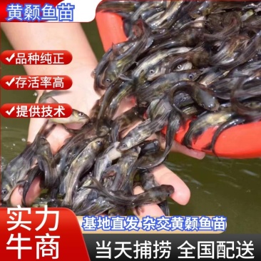 实力黄颡鱼苗淡水鱼苗厂家批发黄骨鱼苗杂交黄骨鱼苗成活率高