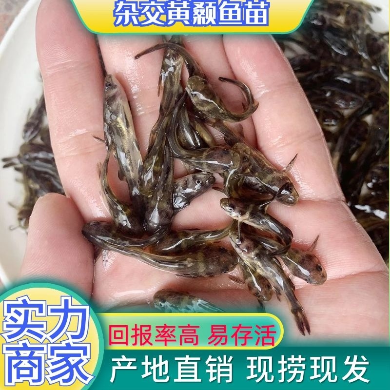 黄骨鱼苗黄颡鱼黄辣丁黄丫头苗杂交黄骨鱼苗雄性黄颡鱼苗