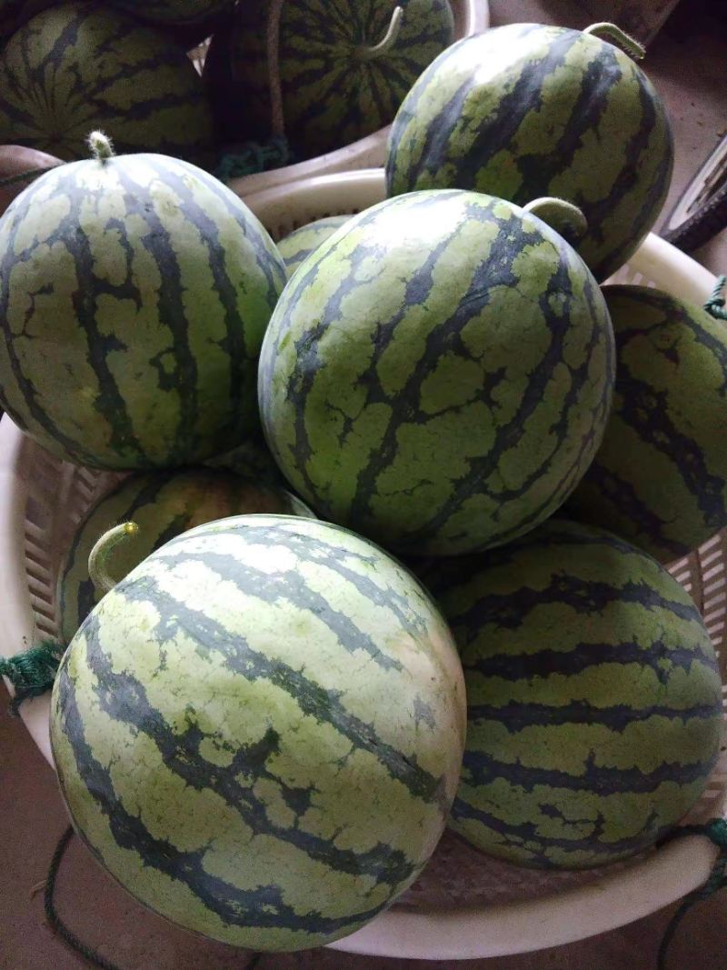 【优质】精品8424西瓜产地直供货源充足欢迎进店联系