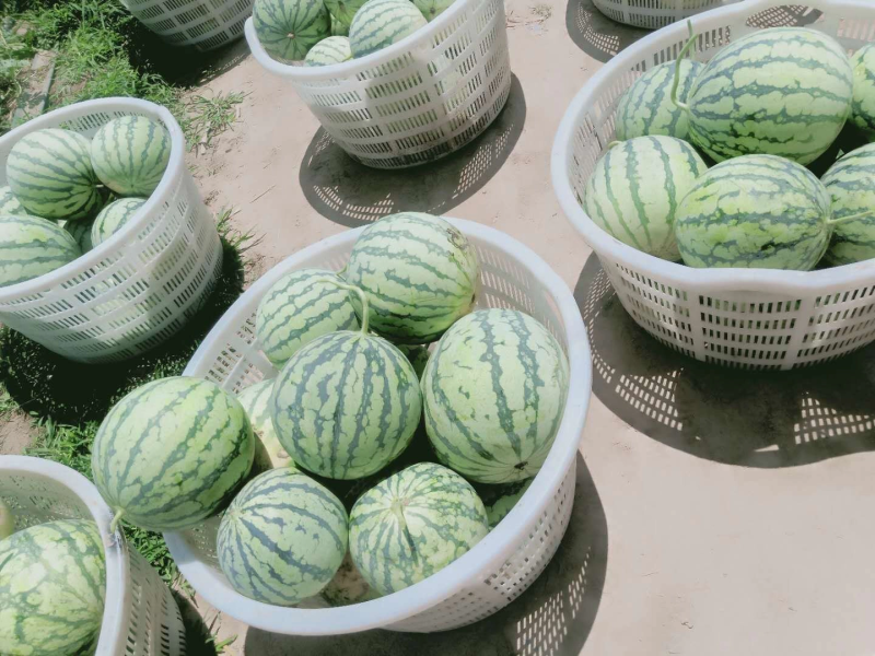 【优质】精品8424西瓜产地直供货源充足欢迎进店联系