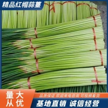 【精选】红帽蒜薹大量上市一手货源基地直发欢迎联系