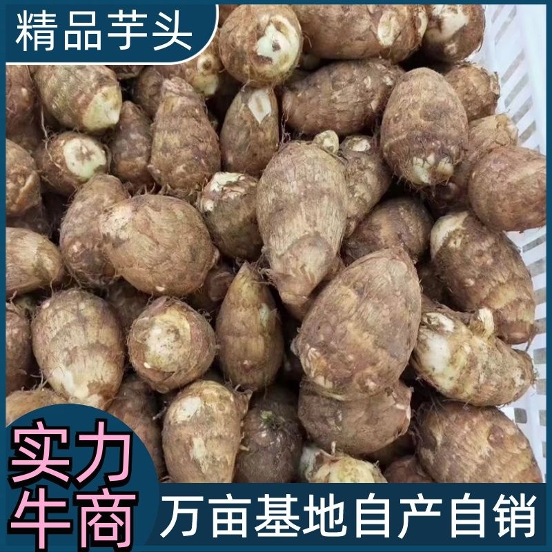 芋头山东莒县精品芋头万亩基地直销全国发货自产自销