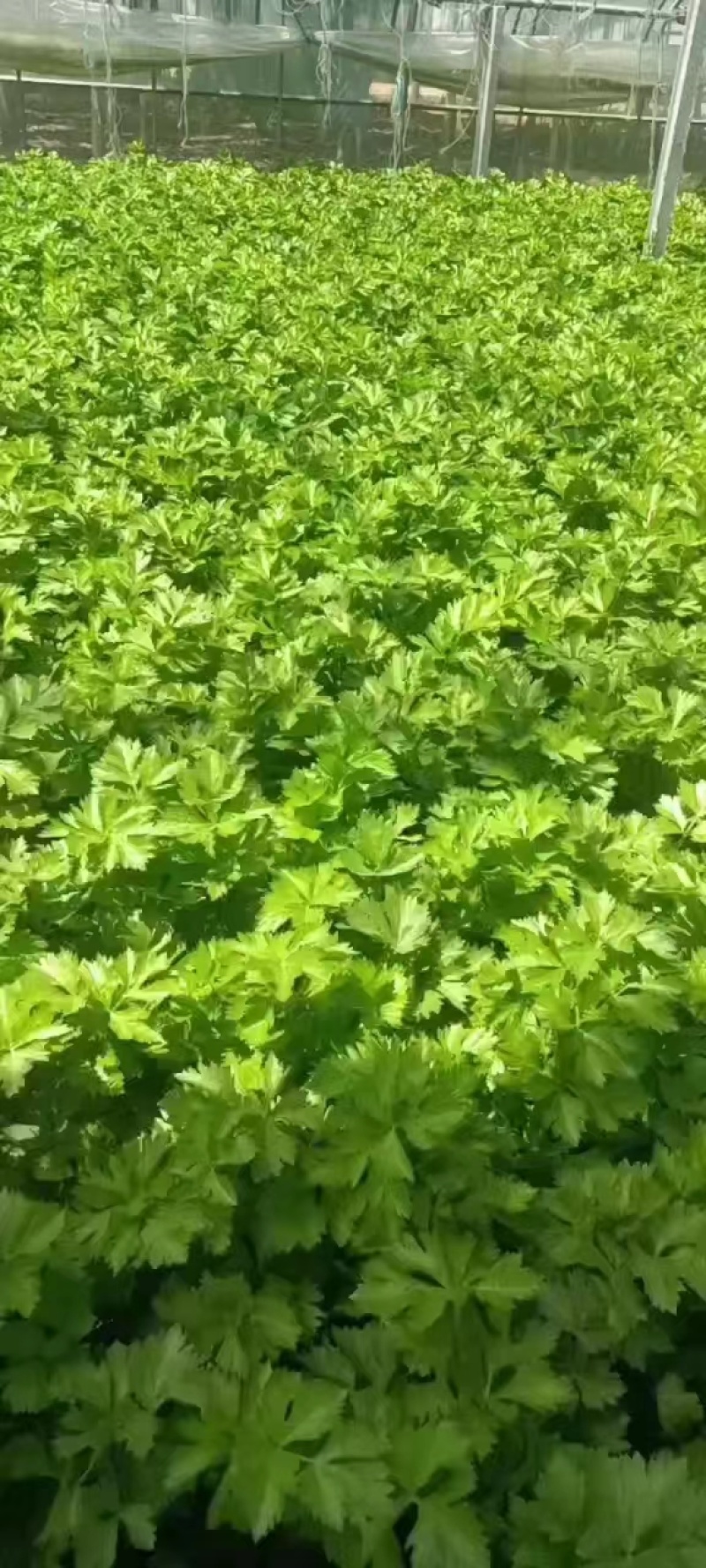 山东滨州惠民皇后芹菜，品质保证，全国对接，欢迎电话联系