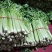 山东滨州惠民皇后芹菜，品质保证，全国对接，欢迎电话联系