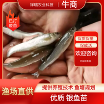 【推荐本养殖基地长期出售银鱼苗一手货源，包成活