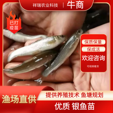 【推荐本养殖基地长期出售银鱼苗一手货源，包成活