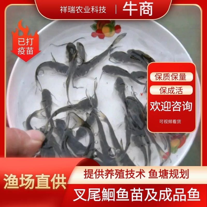 重庆叉尾鮰鱼苗及成品鱼鮰鱼渔场直发批发包运输包成活