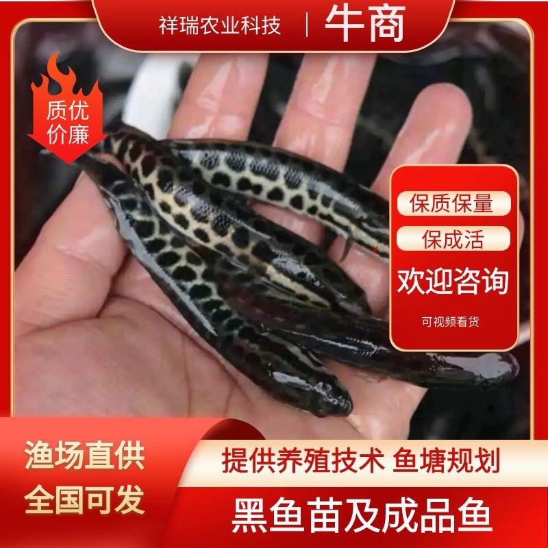 牛重庆黑鱼苗及成品鱼成活率高免费技术全国发货