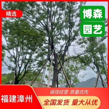 精品乌桕大量供应基地直发规格齐全可视频看货