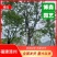 精品乌桕大量供应基地直发规格齐全可视频看货