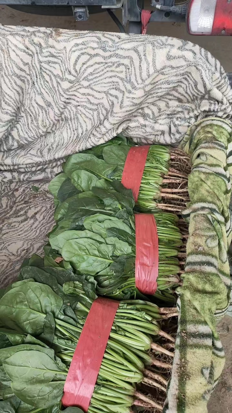 【好货】河北精品大叶菠菜产地直供可视频看货量大从优