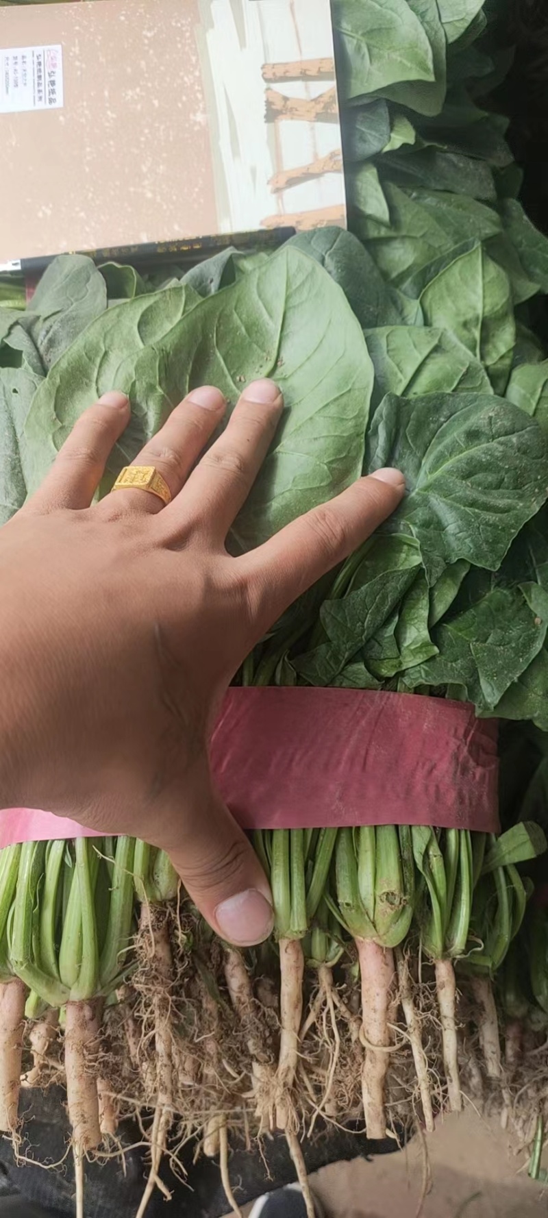 【好货】河北精品大叶菠菜产地直供可视频看货量大从优