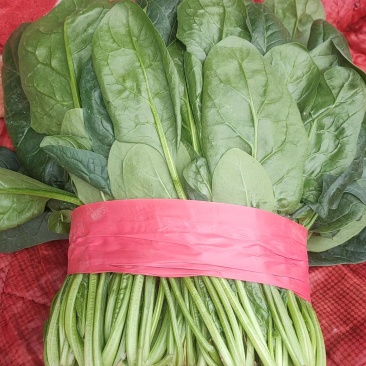 【好货】河北精品大叶菠菜产地直供可视频看货量大从优