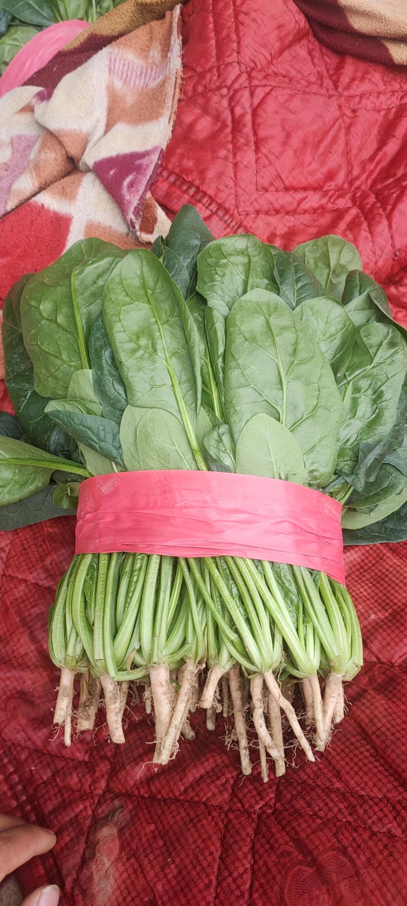 【好货】河北精品大叶菠菜产地直供可视频看货量大从优