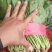 【好货】河北精品大叶菠菜产地直供可视频看货量大从优