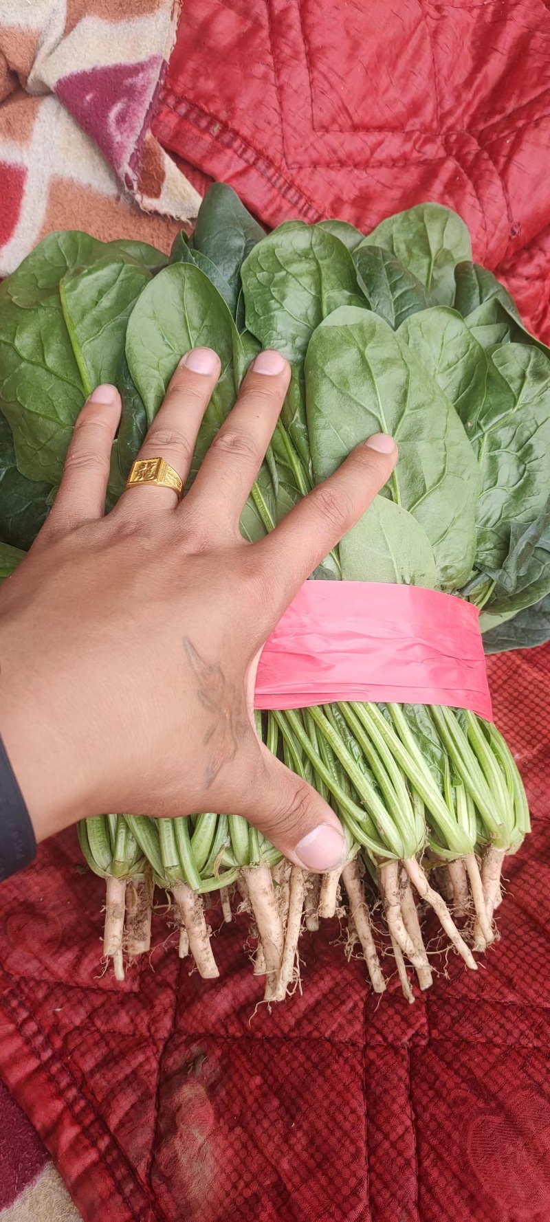 【好货】河北精品大叶菠菜产地直供可视频看货量大从优