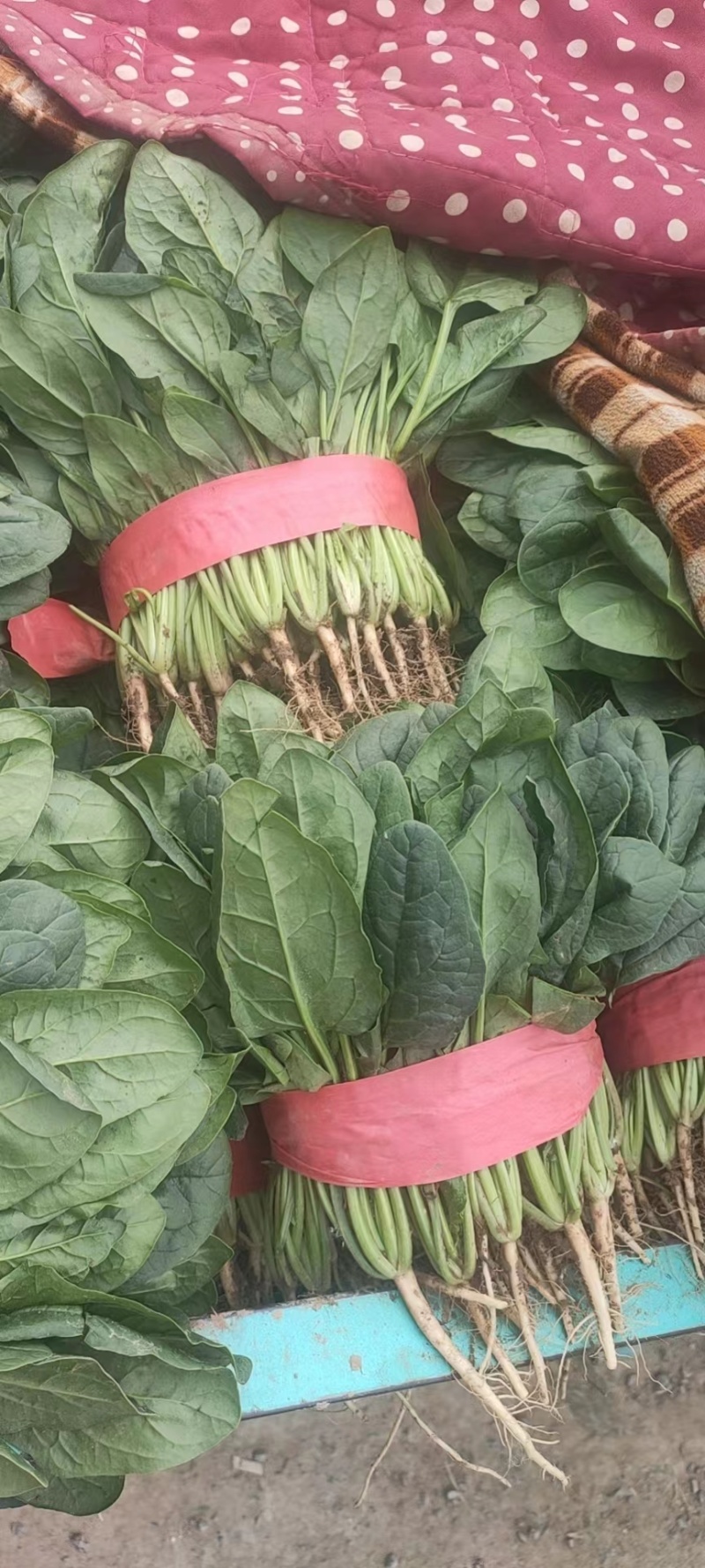 【好货】河北精品大叶菠菜产地直供可视频看货量大从优