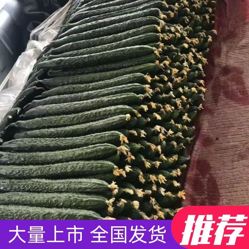 精品黄瓜大量上市需要的联系产量大量大从优