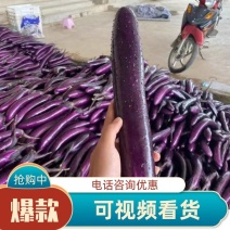 茄子基地货源产地直销一手货源可视频验货