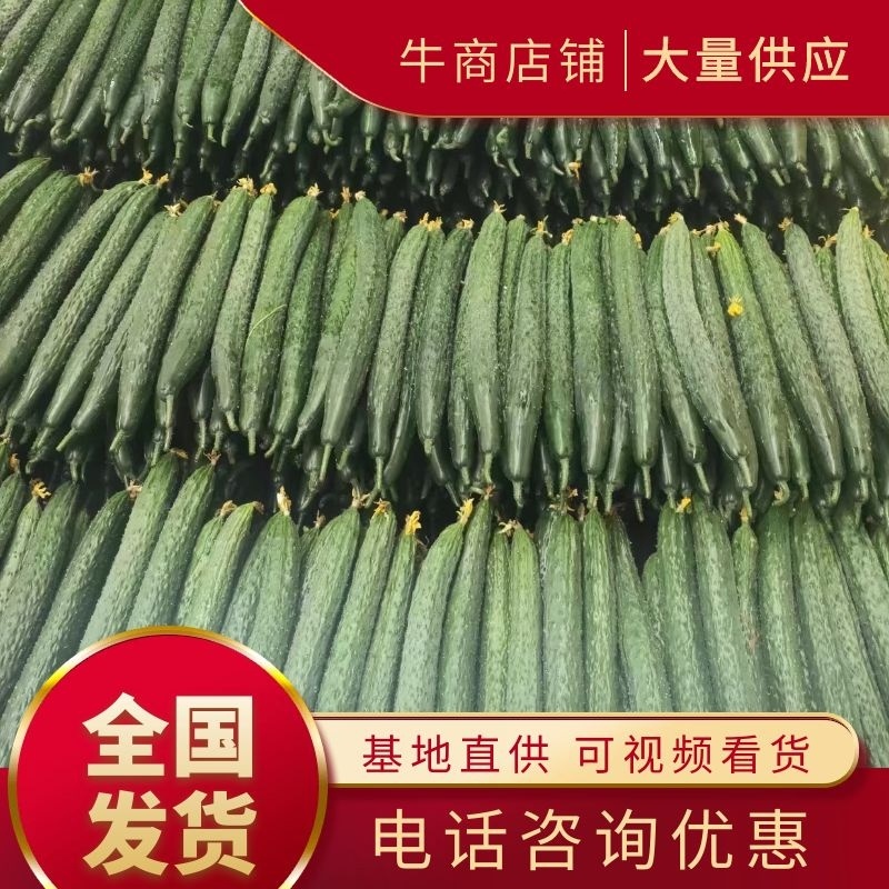 精品黄瓜大量上市需要的联系产量大量大从优