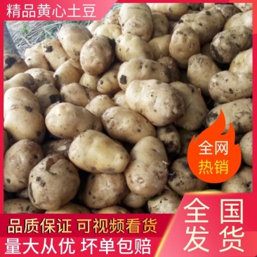 【土豆】河南精品黄心土豆产地直销坏单包赔量大从优