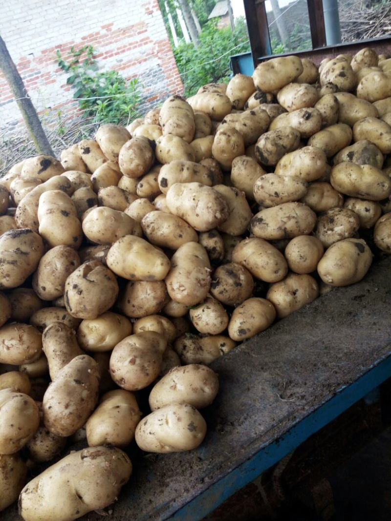 土豆，南阳黄心中暑荷兰沃土等品种齐全量大从优基地