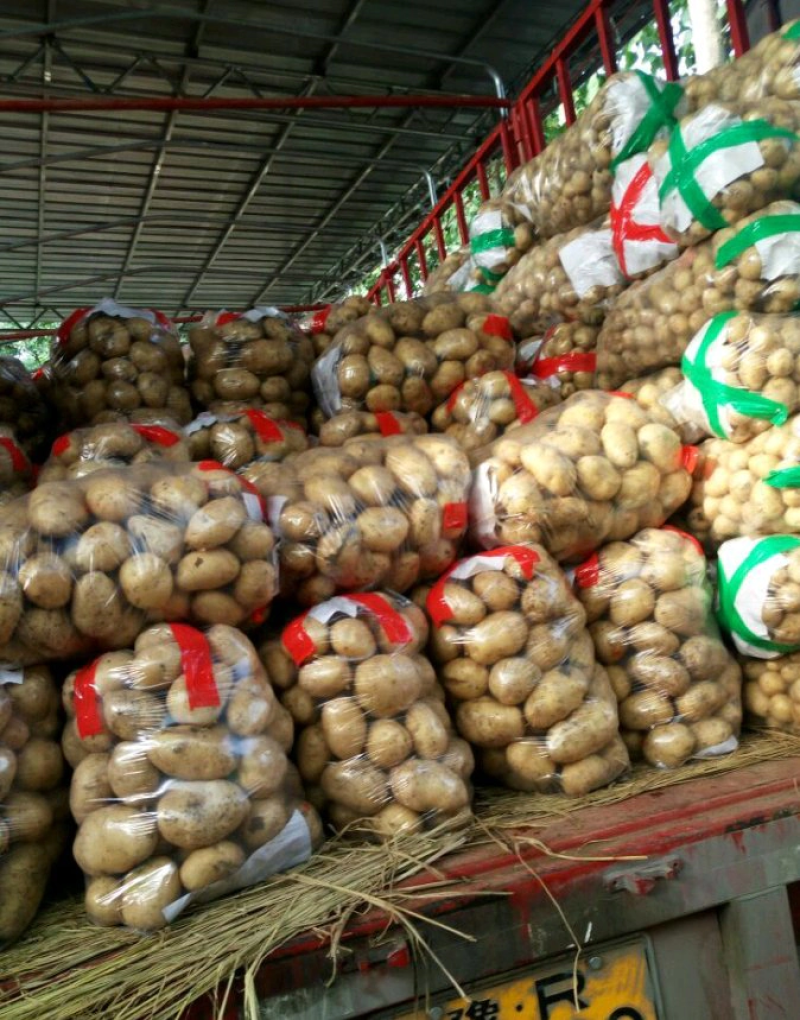 土豆，南阳黄心中暑荷兰沃土等品种齐全量大从优基地