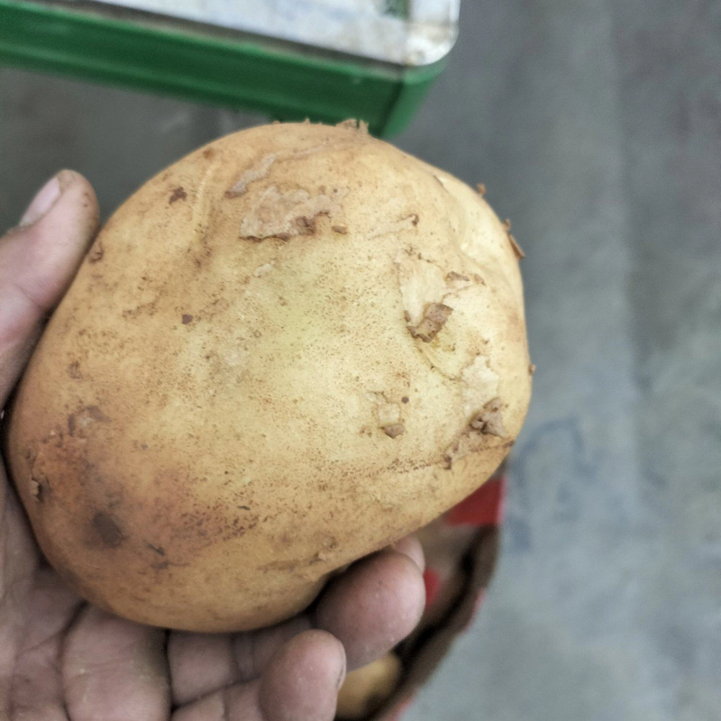 土豆，南阳黄心中暑荷兰沃土等品种齐全量大从优基地