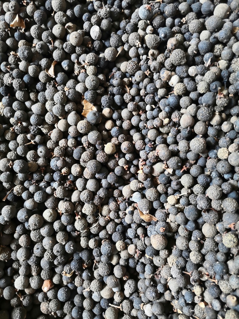 橙子香橙果果枳实新货大量现货现货大小规格都有