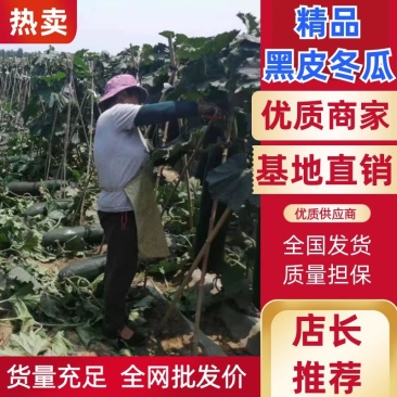 【黑皮冬瓜】20斤以上，基地直销，批发价格，对接大型商超