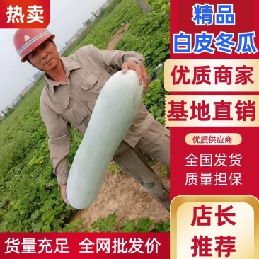 【推荐】冬瓜,精品白皮冬瓜,保质保量,诚信经营,可发全国