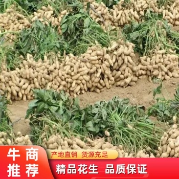 【推荐】花生大量上市有货，产地直供，欢迎联系看货