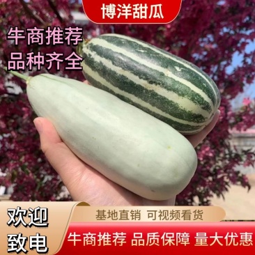 博洋系列甜瓜，博洋61/博洋91/9号实力代收诚信代办