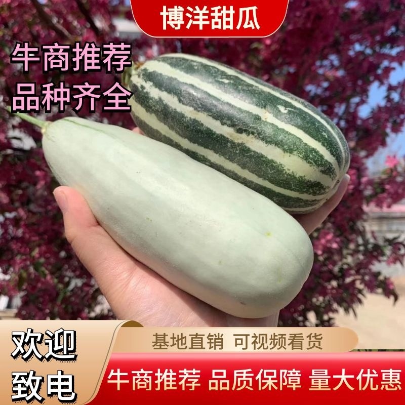 博洋系列甜瓜，博洋61/博洋91/9号实力代收诚信代办