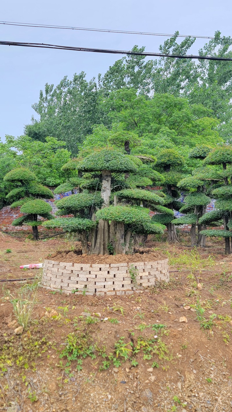 对节白蜡大量上市质量保障量大从优基地直发欢迎电话联系