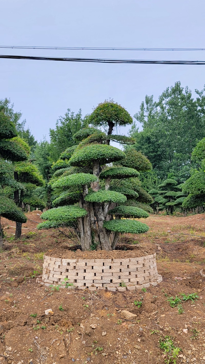 对节白蜡大量上市质量保障量大从优基地直发欢迎电话联系