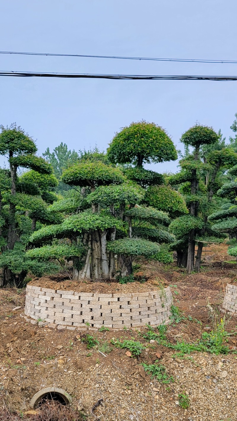 对节白蜡大量上市质量保障量大从优基地直发欢迎电话联系