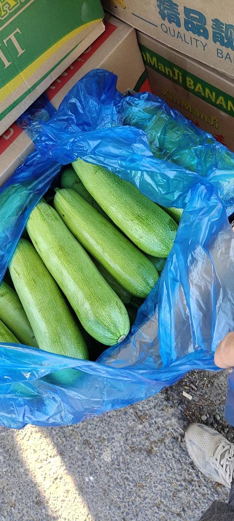 【热卖】法拉利西葫芦绿皮西葫芦日出货十万斤一手货源保质保量