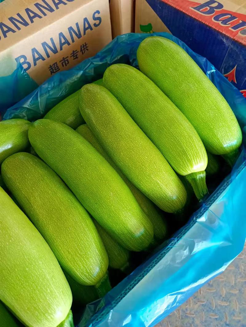 【热卖】法拉利西葫芦绿皮西葫芦日出货十万斤一手货源保质保量